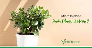 A Jade Plant