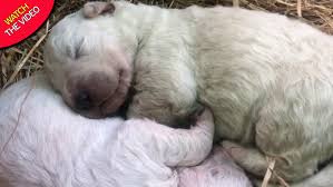 After your baby is born. Extremely Rare Puppy Born With Green Fur Thanks To Pigment In Mother S Womb World News Mirror Online