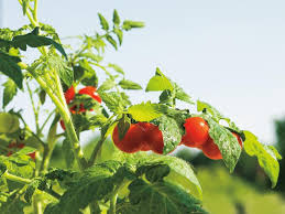 When To Plant Tomatoes In Florida