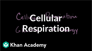 Cellular Respiration Introduction Biology Video Khan