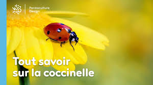 tout savoir sur la coccinelle