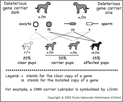 Centronuclear Myopathy In Labradors