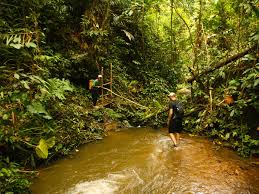 Deer cave, adam's shower, garden of eden entrance, gunung mulu national park, borneo, sarawak, malaysia 2. Batang Ai National Park Visitors Cross A Jungle River Top Peak Travel Borneo