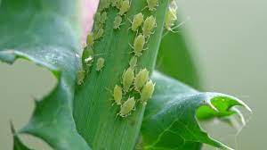 Common Types Of Houseplant Pests To