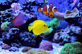 The Definitive Clownfish Care Guide Is Nemo The Fish For