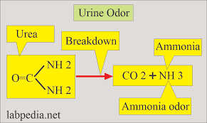 urine ysis part 1 complete