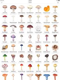 Image Result For Mushroom Identification Guide In 2019