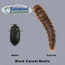 get rid of carpet beetles in new jersey