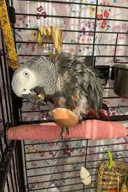 Sad Parrot Who Fell Mute When Owner