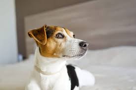 15 Best Dog Foods For Jack Russell Terrier Our 2019 Feeding