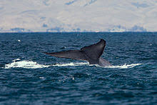 Blue Whale Wikipedia
