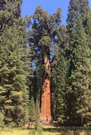 The national park service operates all campgrounds in sequoia & kings canyon. Sequoia And King S Canyon National Parks Camping And Hiking Info Exsplore