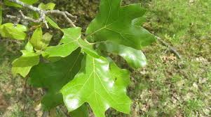 oak tree identification