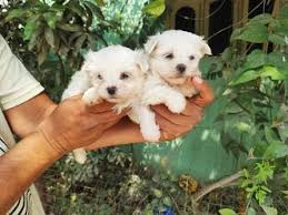 maltese puppies in india at
