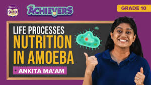 nutrition in amoeba process of