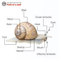 Parts Of A Snail Snail Snails In Garden English Grammar
