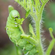 When planning a vegetable garden, consider possible pests and how to manage them before they cause problems. Garden Pests Planet Natural