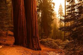 giant sequoias in california fires