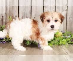 This way they get all the attention they need to insure a well socialized, loving perfect pet or a show quality companion. Havanese Breed Information And Pictures On Puppyfinder Com
