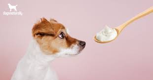 is yogurt good for dogs dogs naturally