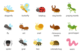 set of cute cartoon insects with names