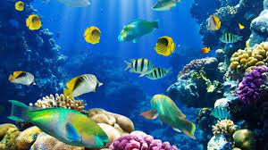 live fish wallpaper aquarium