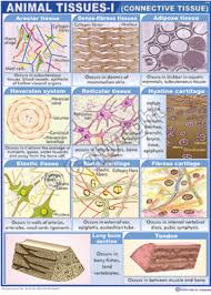 Histology Charts