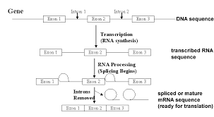 23 Inquisitive Rna Synthesis Timeline Flow Chart