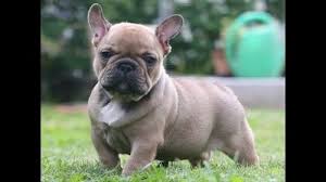 Use the search tool below and browse adoptable french bulldogs! French Bulldog Sale Arizona 20 Hoobly Us