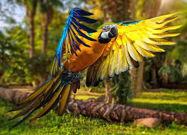 hd wallpaper macaw 4k parrot bird