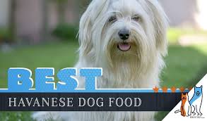 6 Best Havanese Dog Food Plus Top Brands For Puppies
