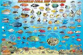 Bali Indonesia Dive Map Reef Creatures Guide Franko Maps