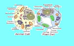  Cell,the fundamental unit of life,mcq science for  competition,ssc general science,ctet general science,hooke,