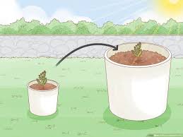 how to plant a seed in a pot 11 steps