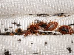 get rid of bed bugs pest uk