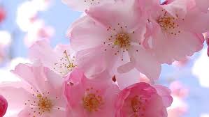 hd wallpaper cherry blossom picture