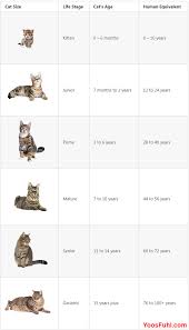 The following cat age conversion chart may be used to translate cat years into human years. How Many Years Is 2 Years In Cat Years Catwalls