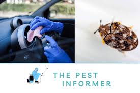carpet beetles in your car