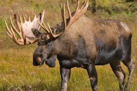 Worlds Top 15 Largest Species Of Deer And Antelope