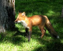 Hinterland Who S Who Red Fox