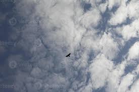 pássaro no céu. corvo voa. voo do pássaro contra o fundo das nuvens. vida  animal. 13848178 Foto de stock no Vecteezy