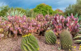 visiting the desert botanical garden in