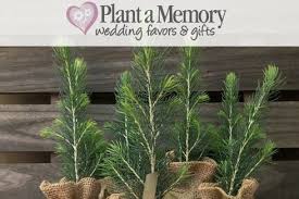 100 tree seedling wedding favors