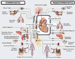 autonomic nervous system overview