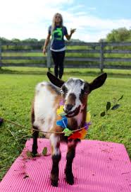 goat yoga dahlicious experiences