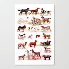 Vintage Dog Breed Chart Canvas Print