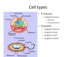 Aim How Are Eukaryotic Organisms Different Do Now What