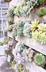 Succulent Wall Garden