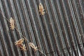 head lice foothill dermatology cal