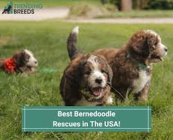 6 best bernedoodle rescues in the usa